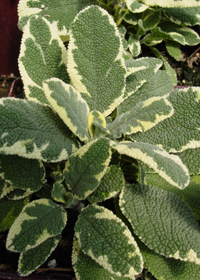 Salvia officinalis 'La Crema'